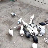 دسته کبوتر شهرستانی پرشی رنگه|پرنده|مشهد, حجت|دیوار