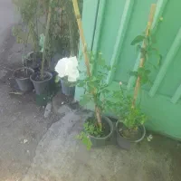 گل ناز ۸۰