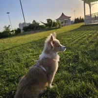 سگ نژاد دار پامرشیتزو