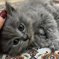 بچه گربه نر ۲ ماهه