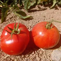 گوجه ربی درجه ۱ تحویل درب منزل