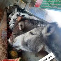 فروش شیر الاغ خر و دیگر محصولات الاغ (سیرجان)
