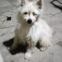 سگ پامرین|سگ|محمدشهر, محمدشهر|دیوار