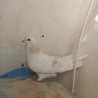 کفتر صید
