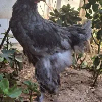 خروس برهما