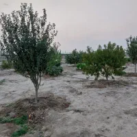 فروش درختان ۴ ساله  سیب هلو شلیل زردآلو گوجه سبز|گل و گیاه طبیعی|نسیم‌شهر, |دیوار