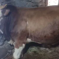 کلل|حیوانات مزرعه|کرفتو, |دیوار