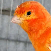 قناری نر ردفاکتور