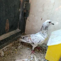 تعدادی کفتر|پرنده|اردکان, |دیوار