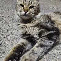 گربه پرشین گلد طبی