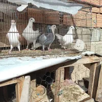 کبوتر|پرنده|آشخانه, |دیوار