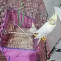 فروش دوعددطوطی 6ماهه|پرنده|بندر ماهشهر, |دیوار