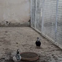 نرماده شالنگ سیاه عتیقه|پرنده|قم, دورشهر|دیوار