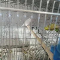 پروتلت مرغ کاسکو طوطی جا دونی مکانیزه|پرنده|قدس, شهر‌قدس|دیوار