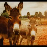 دوتا الاغ ...نر و ماده