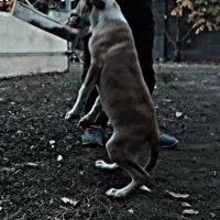 سگ دورگه پیتبول سرابی|سگ|کرمانشاه, |دیوار