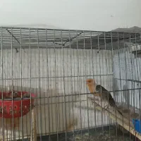 قناری روتخم وجوجه