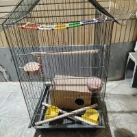 قفس عروس هلندی