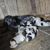 توله موسیمی مو کوتاه اصیل