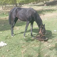 کره مادیون 16ماهه