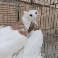 کبوترطوقی|پرنده|زیباشهر, |دیوار