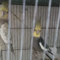 عروس مولد با ۵جوجه