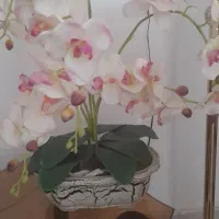 گل ارکیده