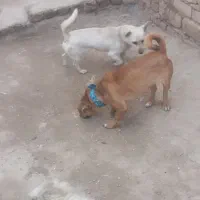 یه جفت پاکوتاه نروماده