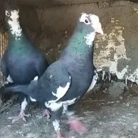 همه درجه 1
