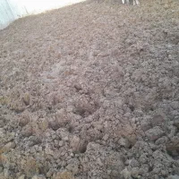 کودگاوی|خدمات باغبانی و درختکاری|بروجرد, |دیوار