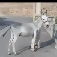 فروش یک الاغ دریاسوج|حیوانات مزرعه|پاتاوه, |دیوار