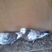 4000000|پرنده|رامجین, |دیوار