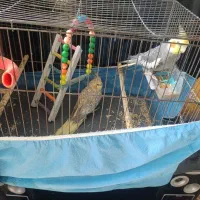 عروس هلندی نر و ماده با قفس