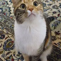 واگذاری گربه خانگی