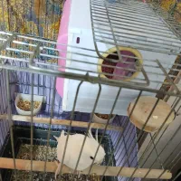 عروس هلندی جفت|پرنده|پاکدشت, پاکدشت (مامازند)|دیوار