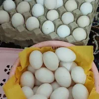 تخم اردک