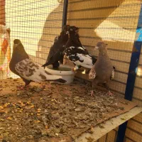 کبوتر سینه ای|پرنده|فولادشهر, باغشاد|دیوار