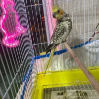 عروس هلندی|پرنده|رشت, حمیدیان|دیوار