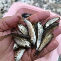 بچه آمور|ماهی|اصفهان, ابر|دیوار