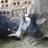 چخ صید زرد سرخ بزک شامی آلمانی چاپی