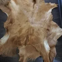 پوست چرم بز