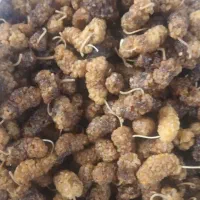 میوه های خشک به دوروش آفتابی وگوگدزنی|خوردنی و آشامیدنی|تبریز, |دیوار