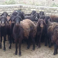 گوسفندو میش.قزل افشار شیشک دودندان و تخلی ب شرط|حیوانات مزرعه|محمدیه-قزوین, |دیوار