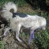 واکذاری سگ نر قدرجونی