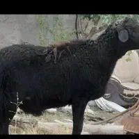 قصابی و ذبح حیوانات بزرگ و کوچک|خدمات پذیرایی، مراسم|زنجان, |دیوار