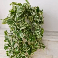 گل پتوس ارتشی