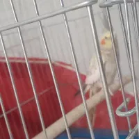 عروس هلندی|پرنده|چگنی, |دیوار