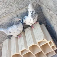 جیرفت روستا|پرنده|جیرفت, |دیوار