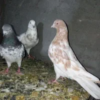 چنتا کبوتر خوب