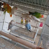 طوطی برزیلی